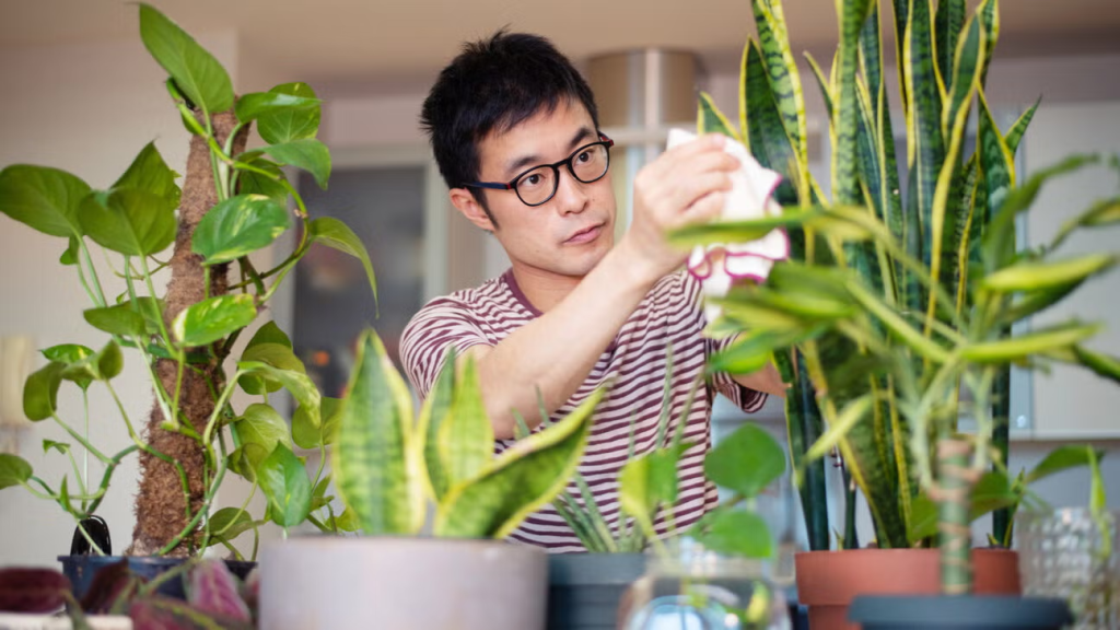 Top 5 Indoor Plants That Purify Your Home Air